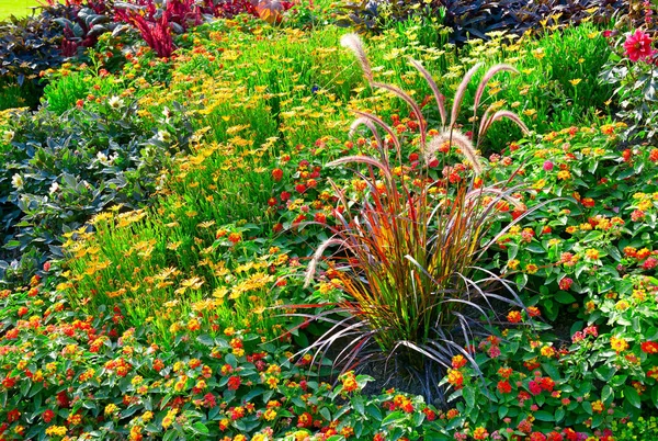 Fioritura aiuole nel parco — Foto Stock