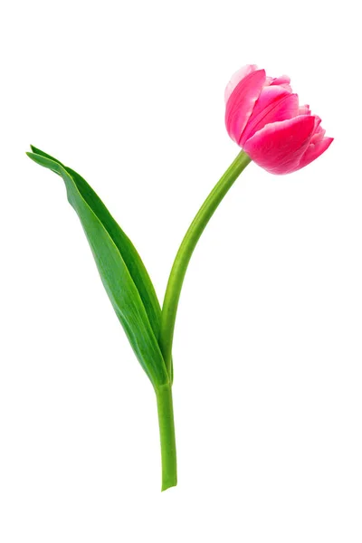 Vackra tulip isolerad på vit — Stockfoto