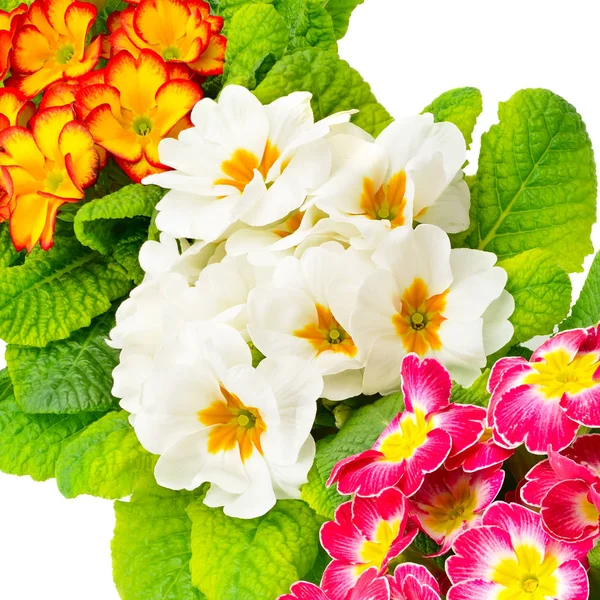 Kleurrijke verse primula — Stockfoto