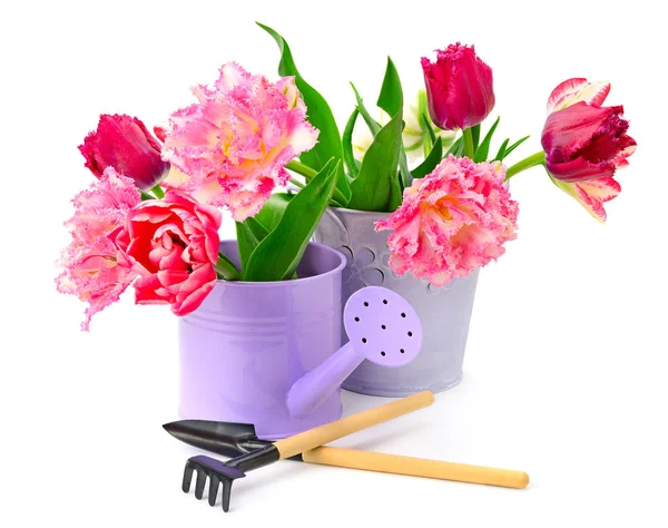 Coleção tulipas e ferramentas de decoração — Fotografia de Stock