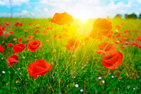 Bright sunrise in poppy field — Stock Photo, Image