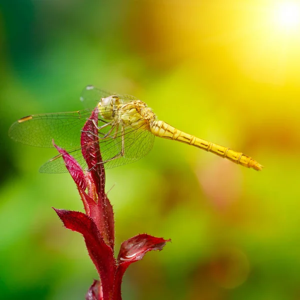 Large dragonfly illuminated by the sun — Stock Photo, Image