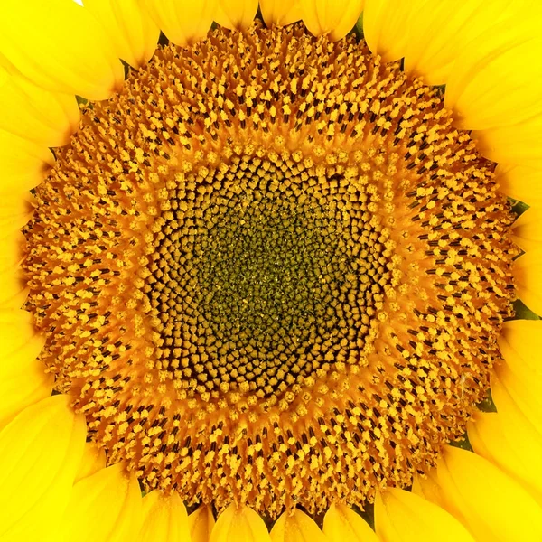 Sunflower seeds close-up — Stock Photo, Image