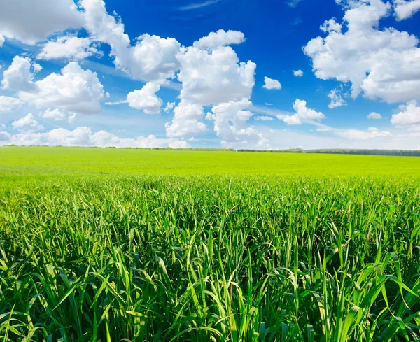 Wiosenna łąka i błękitne niebo — Zdjęcie stockowe