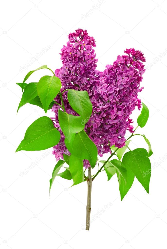 Branch lilac isolated on white