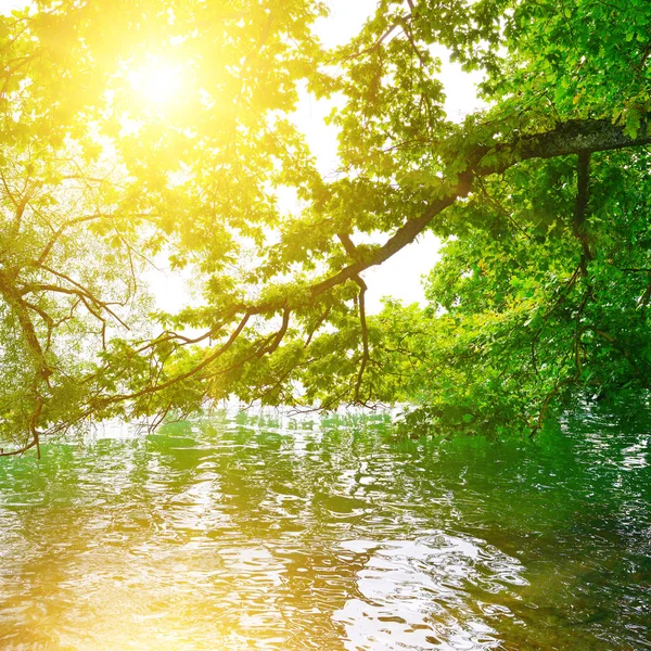 Pitoresk göl kıyısında parlak gündoğumu