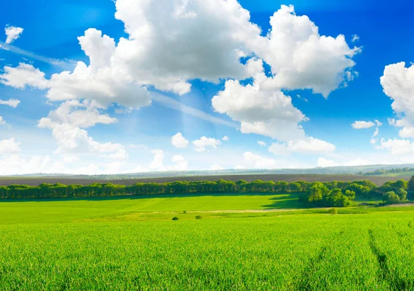 Frühlingsfeld und schöner blauer Himmel — Stockfoto