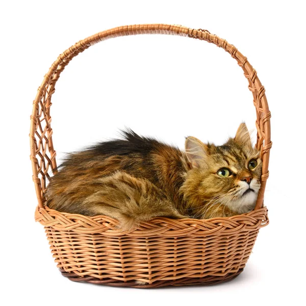 Sepet içinde güzel kedi