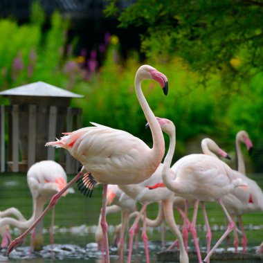 Göl kenarında flamingolar sürü