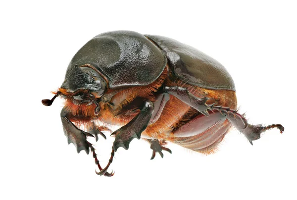 Kumbang diisolasi pada latar belakang putih — Stok Foto