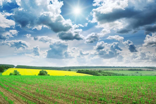 Belo nascer do sol no campo de milho verde — Fotografia de Stock