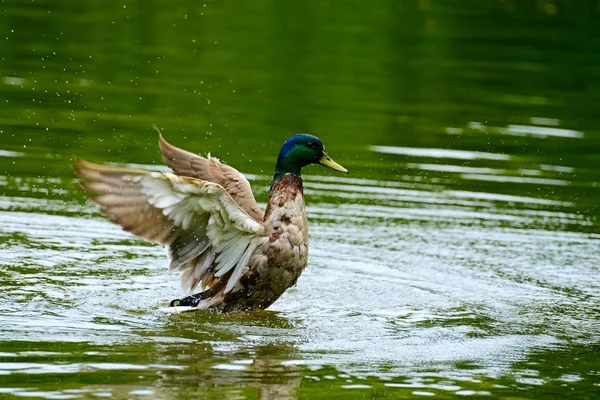 Divoká kachna plave v jezeře — Stock fotografie