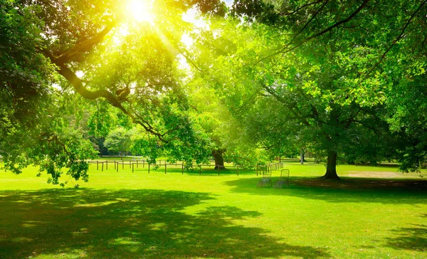 Salida del sol en el hermoso parque — Foto de Stock