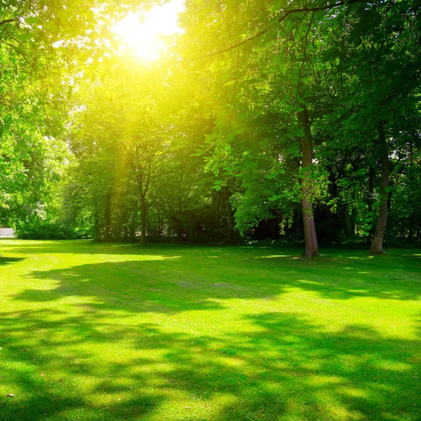 Sunrise yaz aylarında güzel park