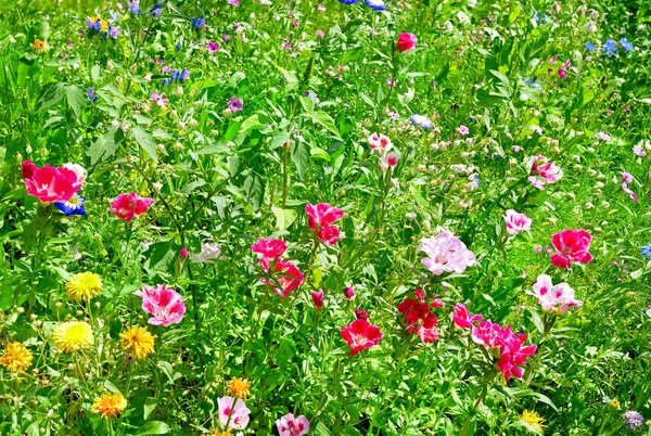 Blossoming flowerbeds in the park — Stock Photo, Image