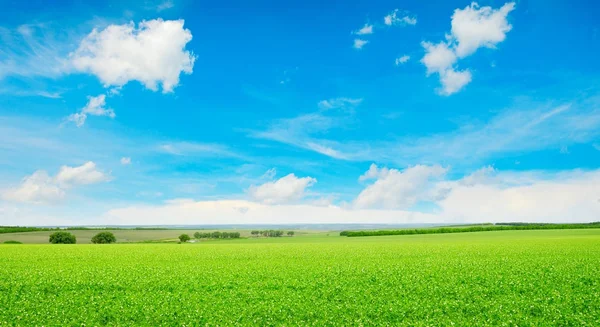 Campo de ervilhas e céu azul — Fotografia de Stock