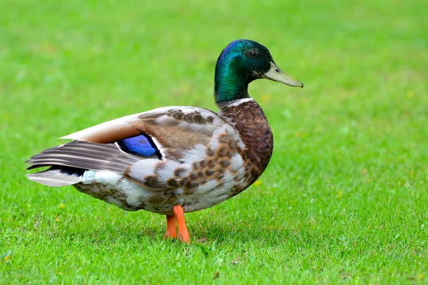 Çok renkli yaban ördeği — Stok fotoğraf