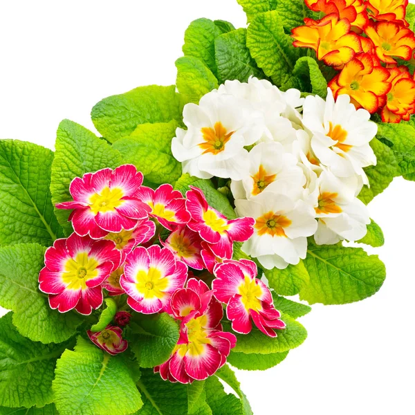 Kleurrijke verse primula — Stockfoto