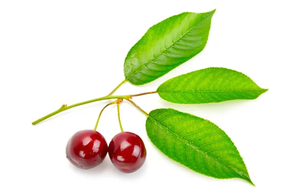 Frukter av söta körsbär och färska blad — Stockfoto