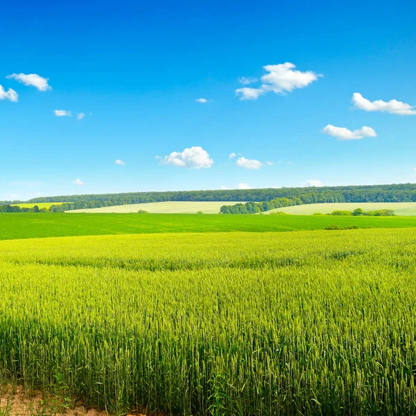 Vetefält och blå himmel — Stockfoto