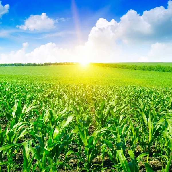 Beautiful sunrise on green cornfield — Stock Photo, Image