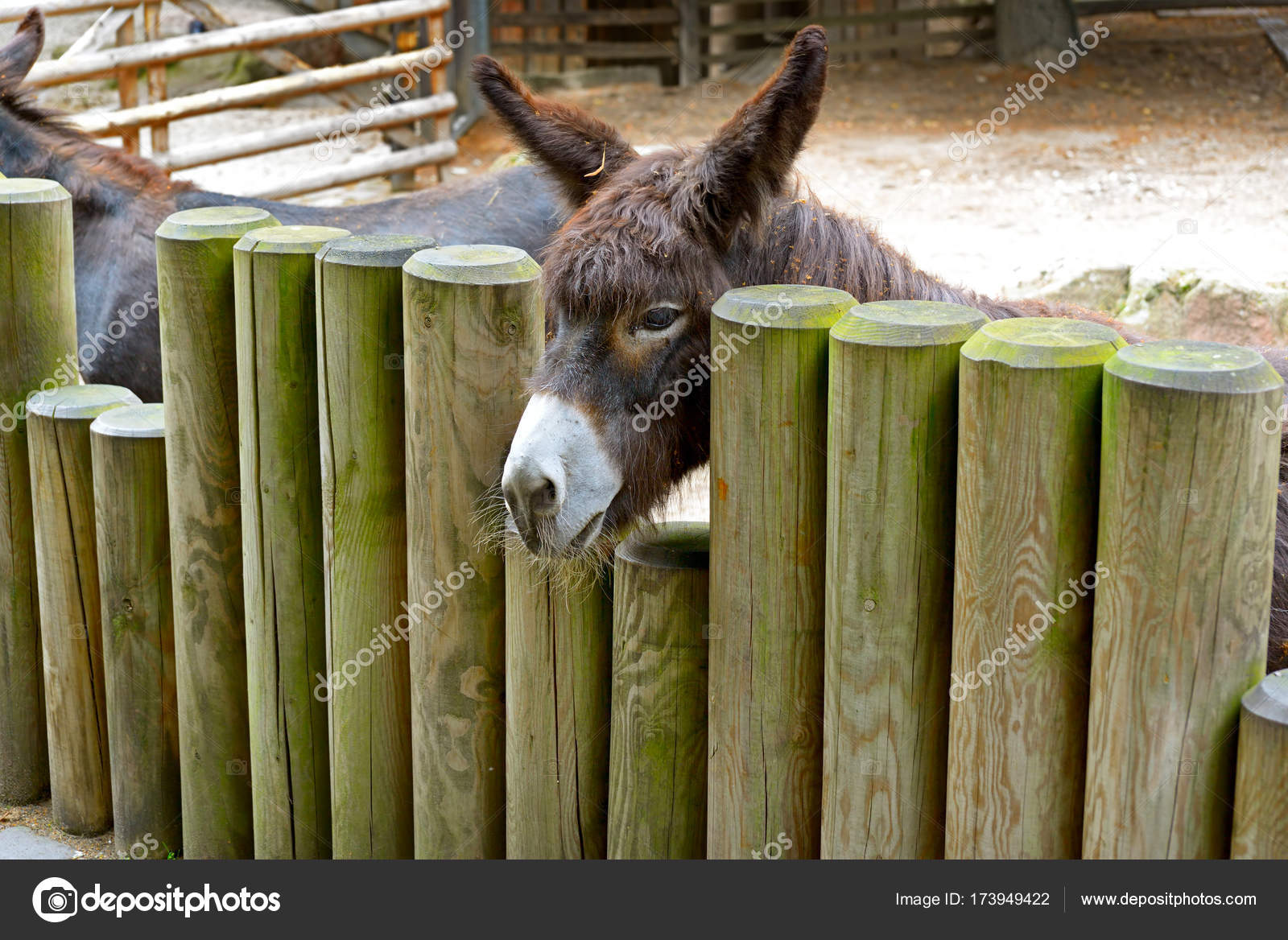 Best of Un burro con una vaca Porn pic Black lesbians in shower