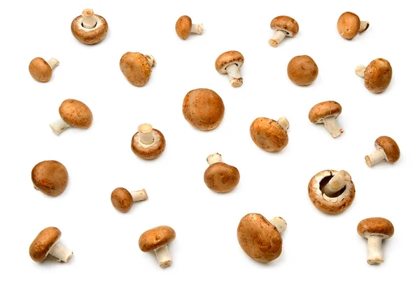 Collection champignon isolated on white — Stock Photo, Image