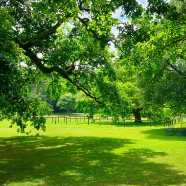 parkta güzel çayır