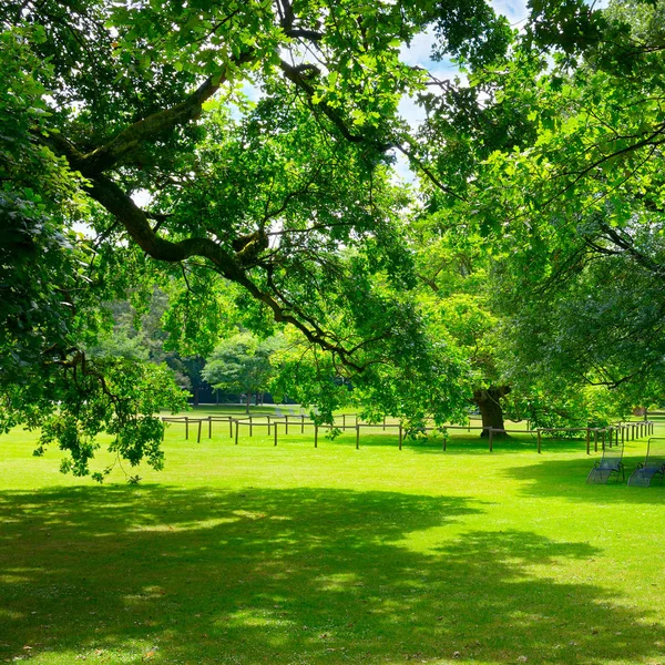Schöne Wiese im Park — Stockfoto