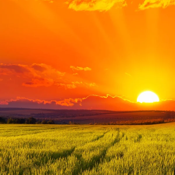 Прекрасний захід сонця на пшеничному полі — стокове фото