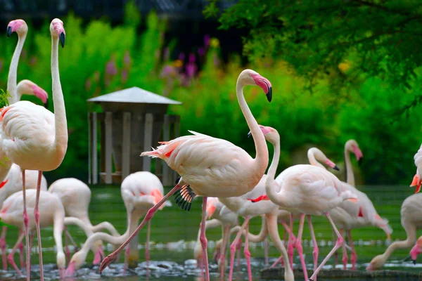 Flock of flamingos on lake — Stock Photo, Image