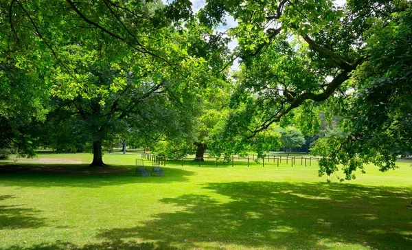 Prado ensolarado com grama verde e árvores grandes — Fotografia de Stock