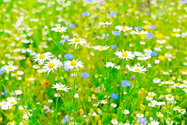 Weiße Gänseblümchen auf der Wiese. Floraler Hintergrund — Stockfoto