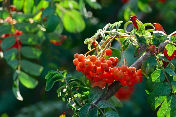 Frukterna av Rönn på en solig dag — Stockfoto