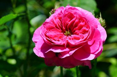 Kırmızı gül çiçek yatakta. Çiçek üzerinde odaklanmak.