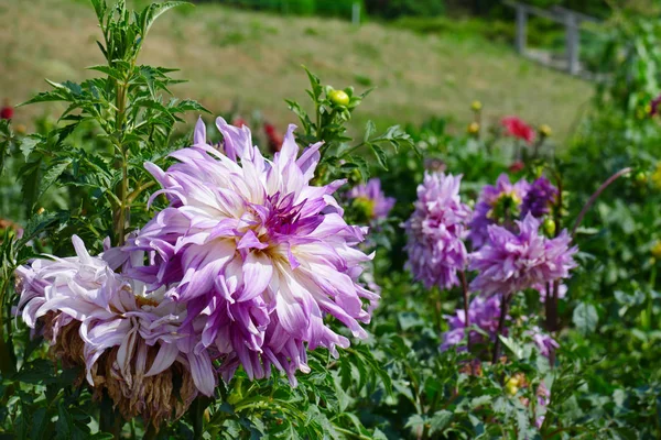 夏日公园花坛上的淡紫色大丽花. — 图库照片