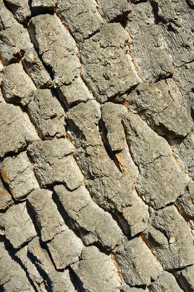 Oude boomschors. Houten patroon. Natuurlijke achtergrond. — Stockfoto