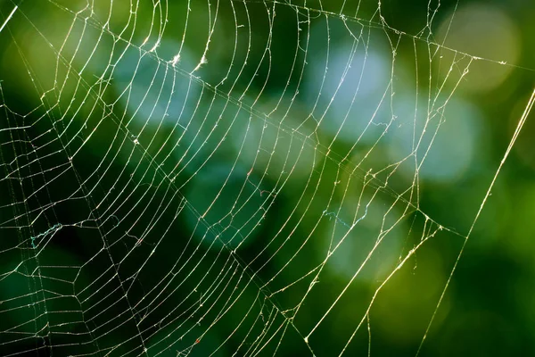 葉の緑の背景をぼかした写真のクモの巣. — ストック写真