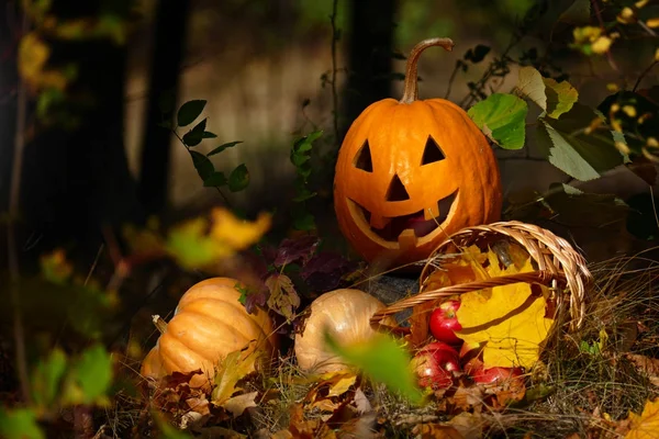 Halloween-Kürbis im Wald auf dunklem Hintergrund. — Stockfoto