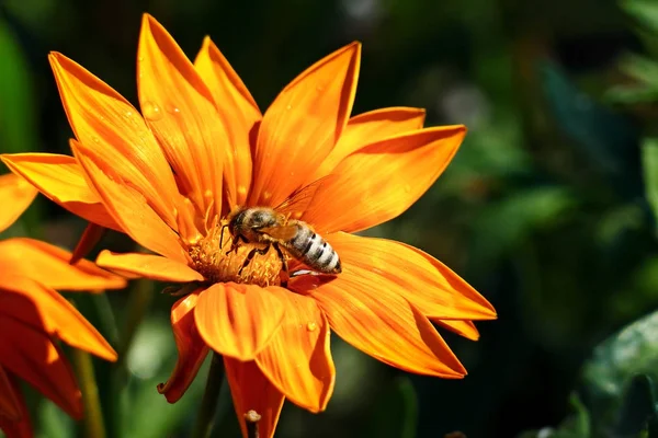 La plupart des abeilles recueillent le nectar sur une fleur et pollinisent la plante . — Photo