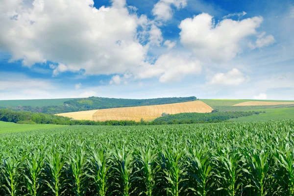 Champ de maïs dans les collines pittoresques et les nuages blancs dans le bleu — Photo