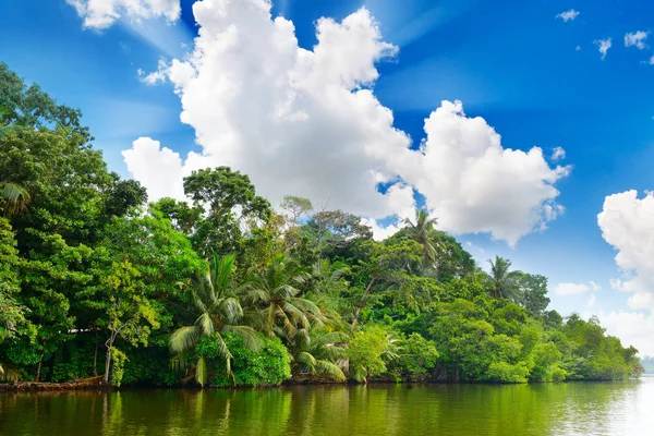 Lake in jungle — Stockfoto