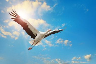 White stork flying in sky on background of the sun. clipart