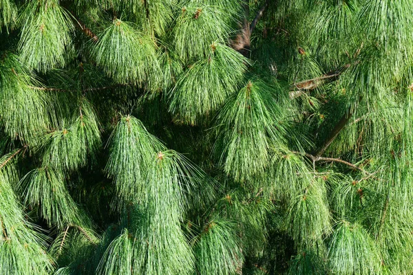 Natural background of spruce branches. — Stock Photo, Image