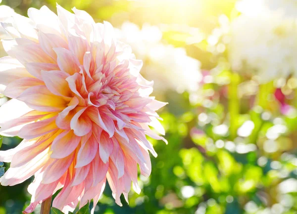 Біла хризантема підсвічування сонця . — стокове фото