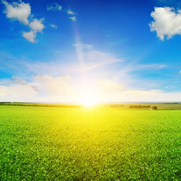 Beautiful sunrise over field pea — Stock Photo, Image