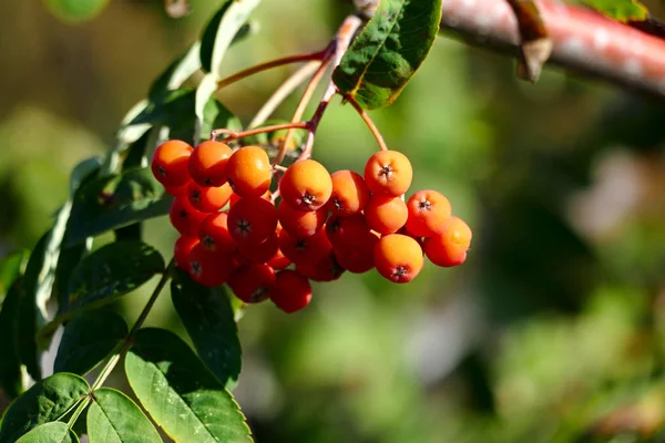 Rowan berries on a blurred background. — Stock Photo, Image
