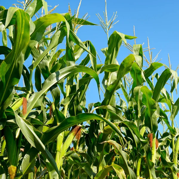 Frische Maisstängel auf dem blauen Himmel Hintergrund. — Stockfoto