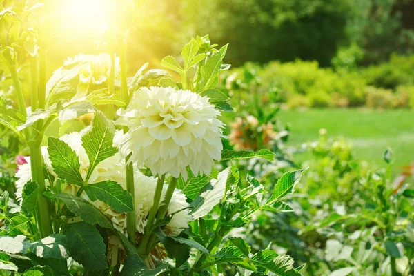 Vit dahlia på en säng i solen. — Stockfoto