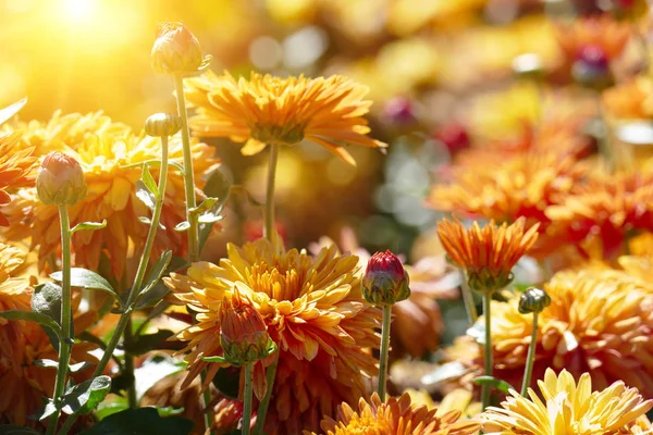 Orangefarbene Chrysanthemenblüten im Licht der Sonne. — Stockfoto